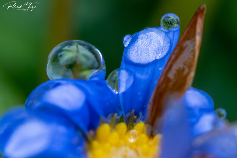 20210109_Blauwe margriet_02986.jpg