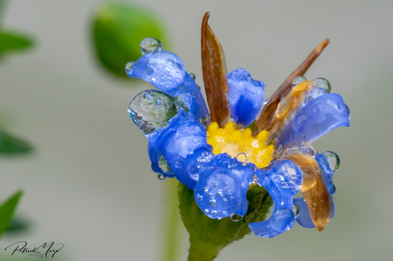 20210110_Blauwe margriet_03058.jpg