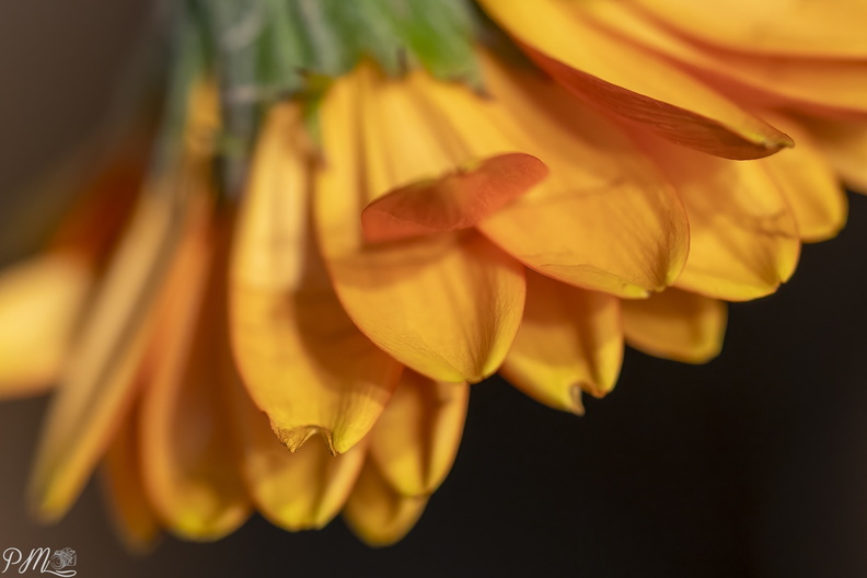 20210110_Bloem_03063-bewerkt.jpg