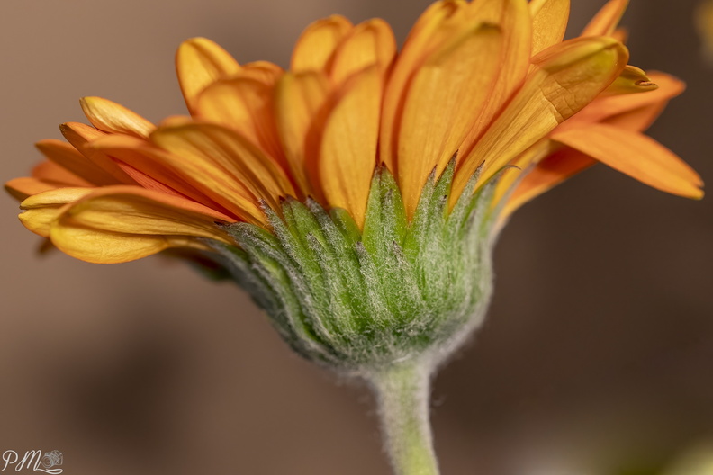 20210110_Bloem_03068-bewerkt.jpg