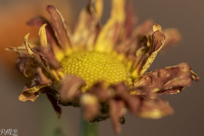 20210110_Bloem_03073-bewerkt.jpg