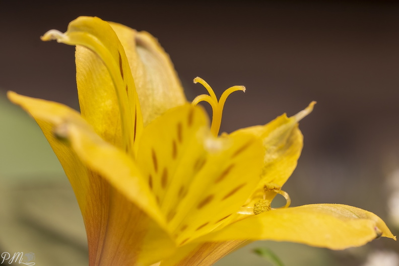 20210110_Bloem_03085-bewerkt.jpg