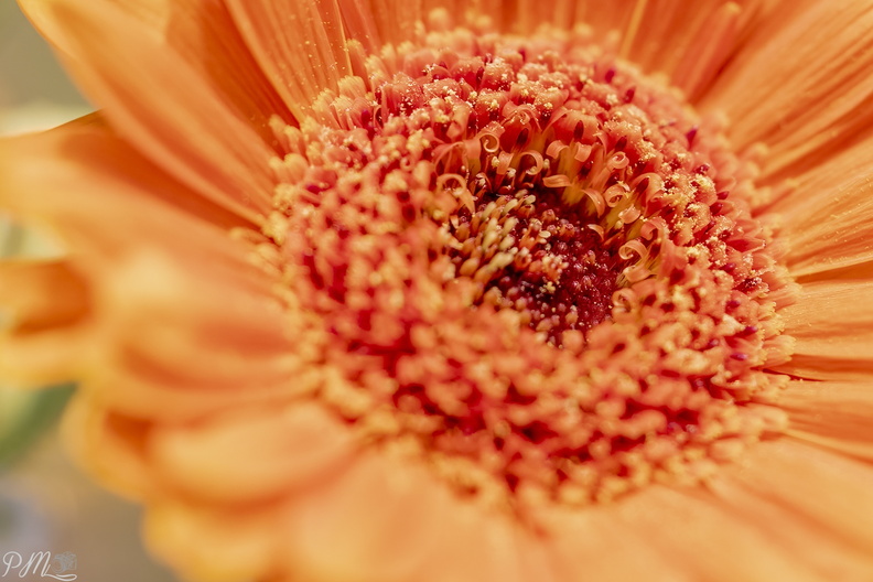 20210110_Bloem_03089-bewerkt.jpg