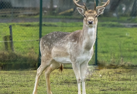 Damhert