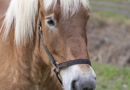 Jefke