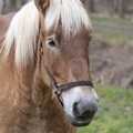 Paard