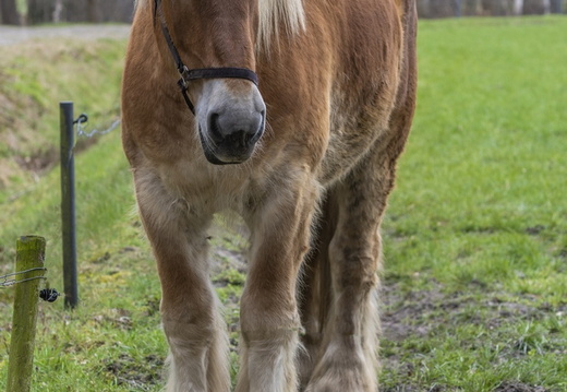 Jefke