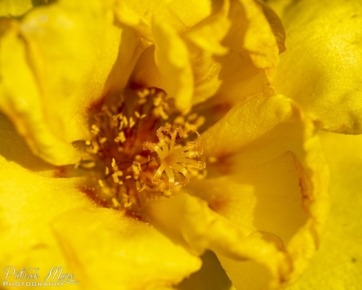 20210821_Stampers van een bloem_5824.jpg