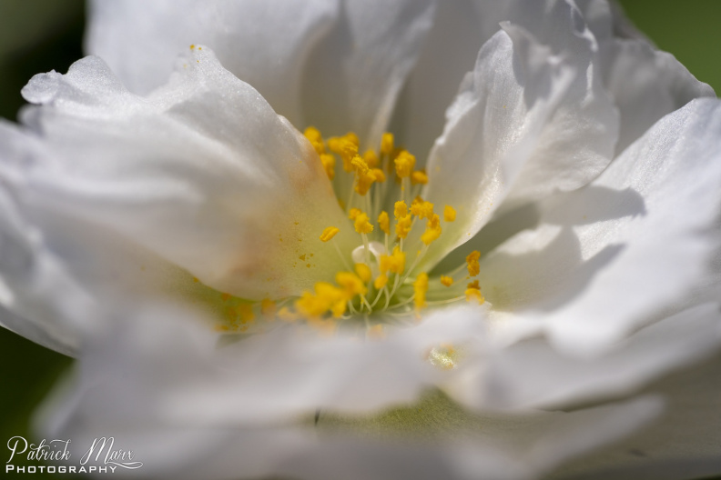 20210821_Stampers van een bloem_5830.jpg