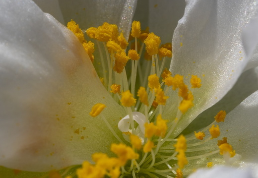 Stampers van een bloem