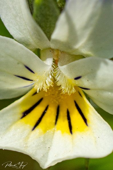 20210510_Akkerviooltje_4993.jpg