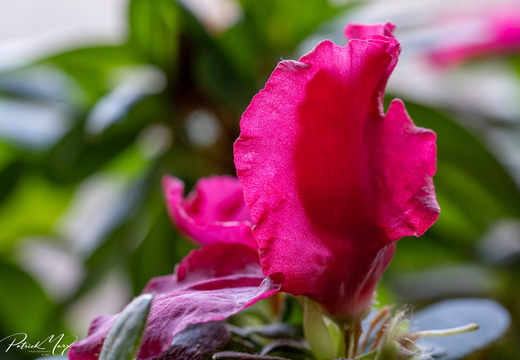 Azalea