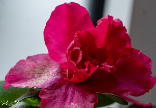 Azalea