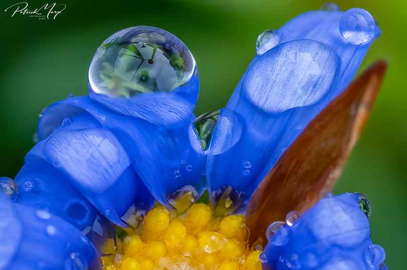 20210109_Blauwe margriet_02985.jpg