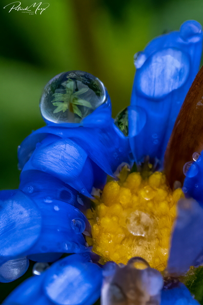 20210109_Blauwe margriet_02990.jpg