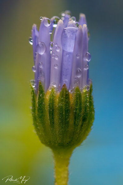20210109_Blauwe margriet_02993.jpg