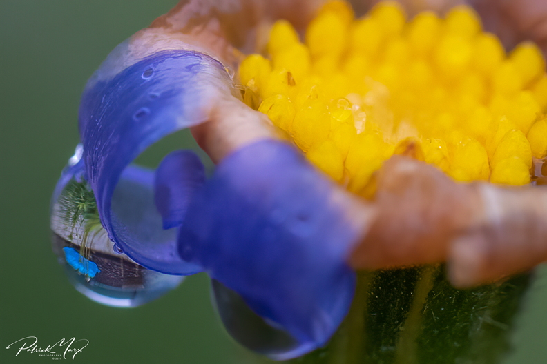 20210109_Blauwe margriet_02997.jpg
