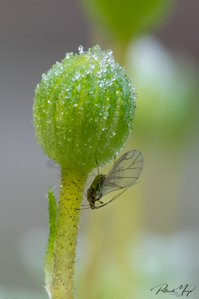 20210110_Blauwe margriet_03030.jpg