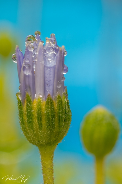 20210110_Blauwe margriet_03046.jpg