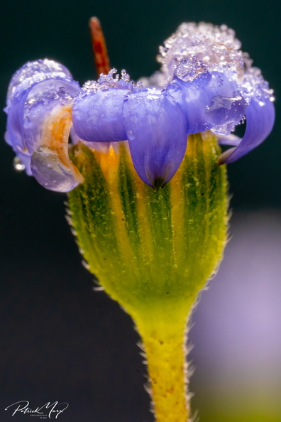 20210110_Blauwe margriet_03051.jpg