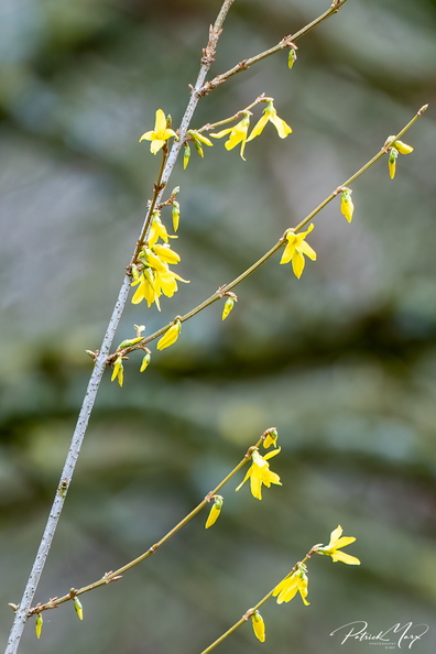 20210321_Forsythia_4140-2.jpg
