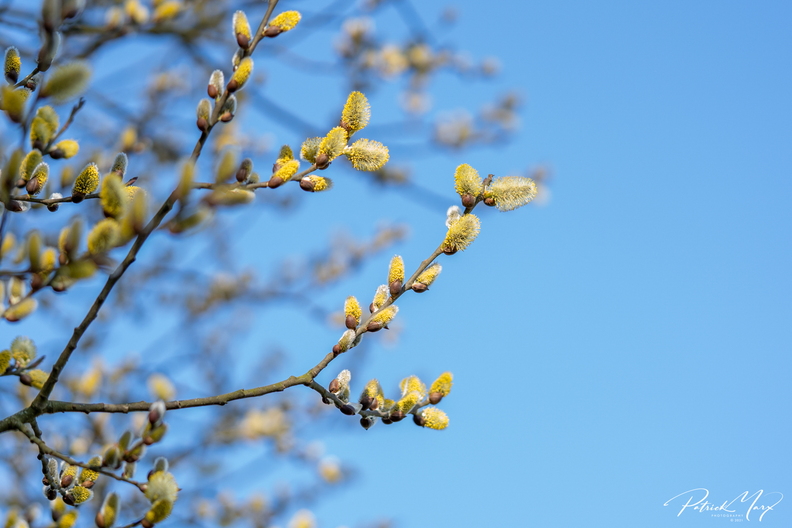 20210302_Katjeswilg_3779.jpg