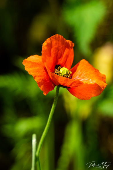 20210510_Klaproos_4949.jpg