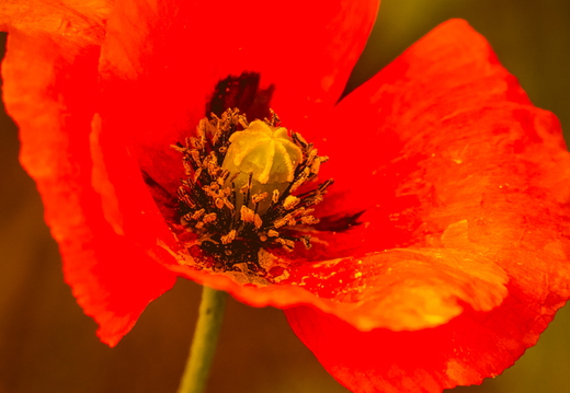 Klaproos