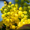 Bloemen en Planten