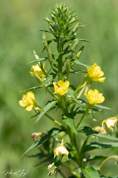 20210718_Zandteunisbloem_5813.jpg