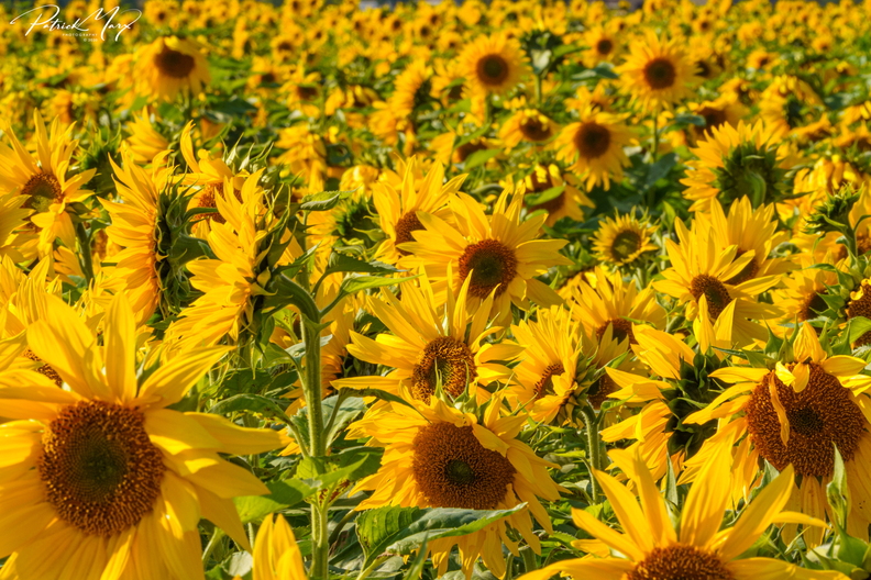 20201012_Zonnebloem_01314.jpg