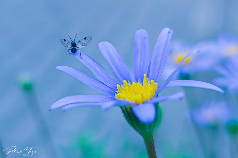 20201031_Blauwe margriet met Sepsis spec_141406-2.jpg