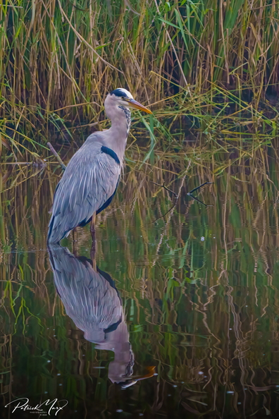 20201018_Blauwe reiger_01520-2.jpg