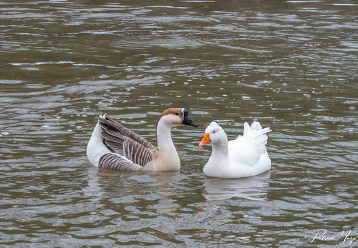 Parkgans en Chinese Knobbelgans