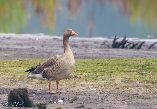 Grauwe gans
