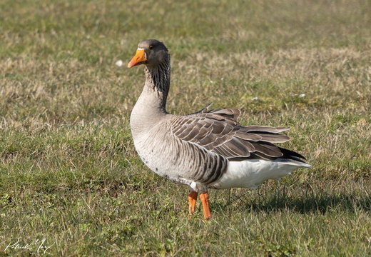 Grauwe gans