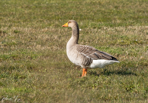 Grauwe gans