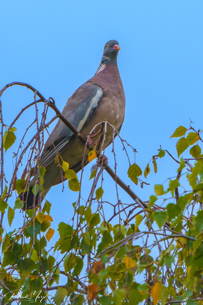20201002_Houtduif_01072.jpg
