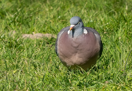 Houtduif