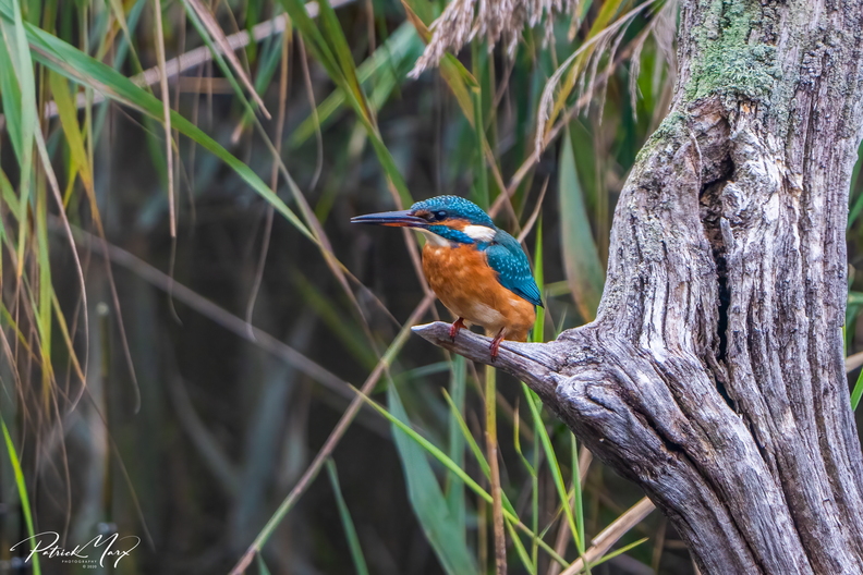 20201018_Ijsvogel_01590-2.jpg