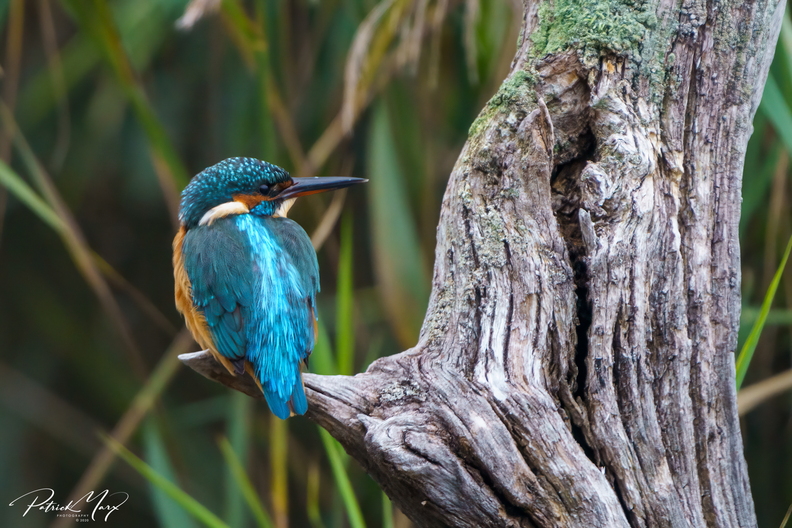 20201018_Ijsvogel_01603.jpg