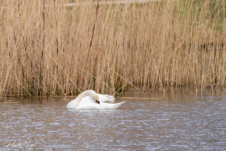 20210321_Knobbelzwaan_4135.jpg