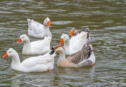 Parkgans en Chinese Knobbelgans