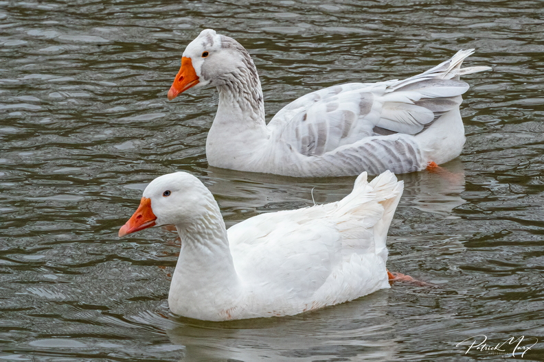 20210207_Parkgans_3310.jpg
