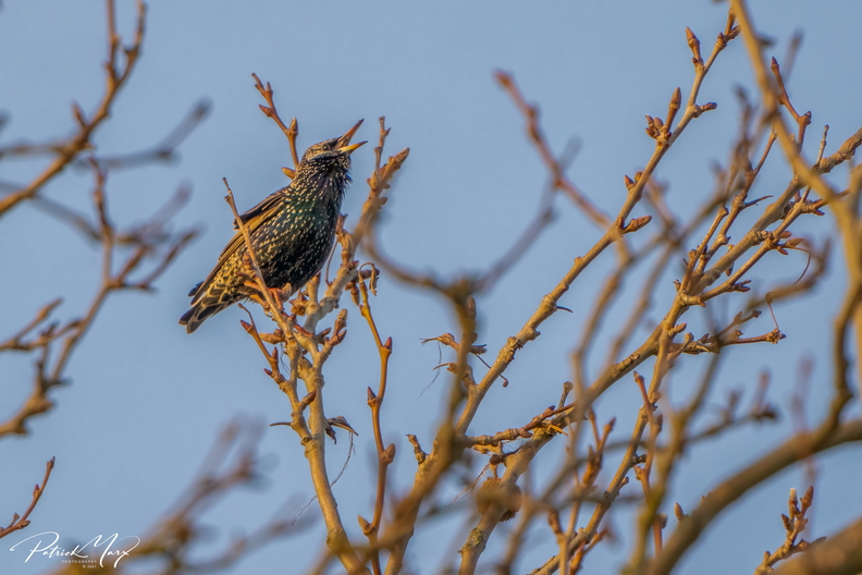 20210220_Spreeuw_3712-2.jpg