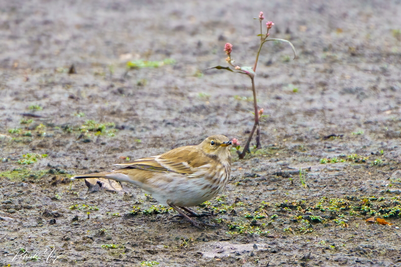 20201018_Waterpieper_01730.jpg