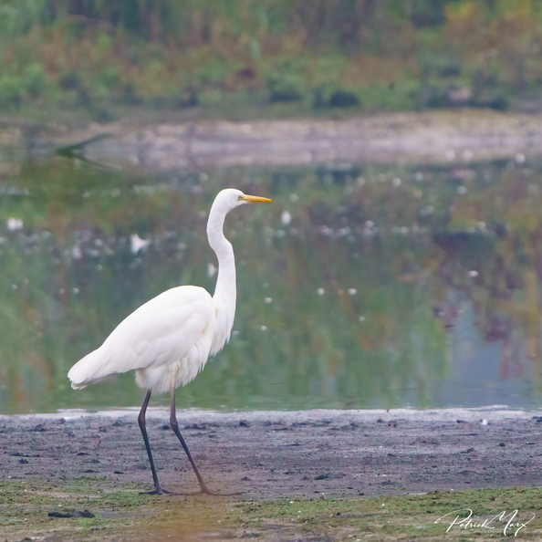 20201018_Zilverreiger_01543-2-2.jpg