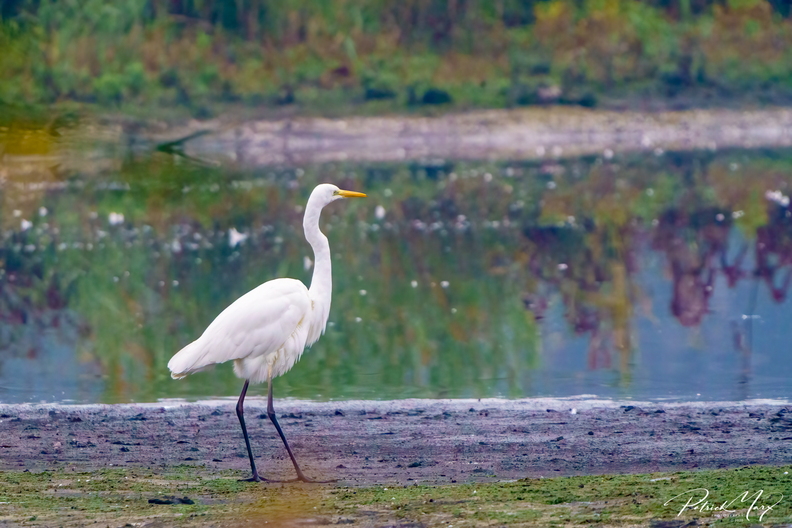 20201018_Zilverreiger_01543-2.jpg