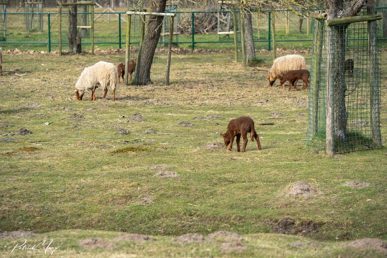 20220313_Ardense Voskop_01163.JPG