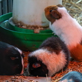 Cavia